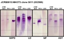 NIBN NIH/3T3 clone 5611