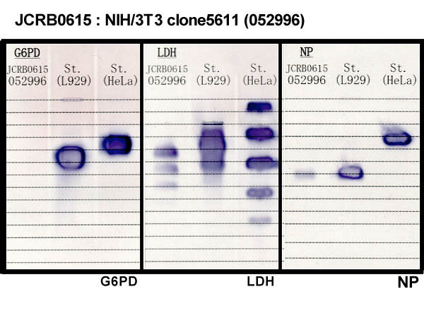 NIBN NIH/3T3 clone 5611
