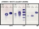 NIBN NIH/3T3 clone 5611
