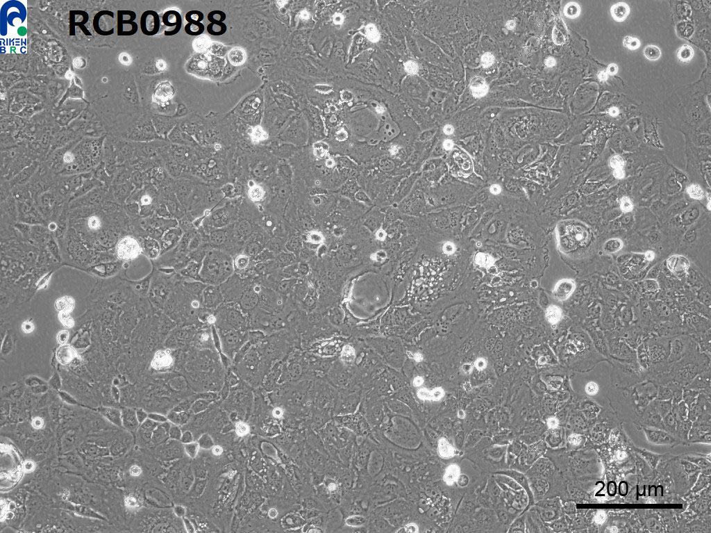 RikenBRC CACO-2 Human colon carcinoma