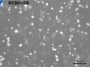 RikenBRC CACO-2 Human colon carcinoma
