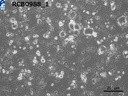 RikenBRC CACO-2 Human colon carcinoma