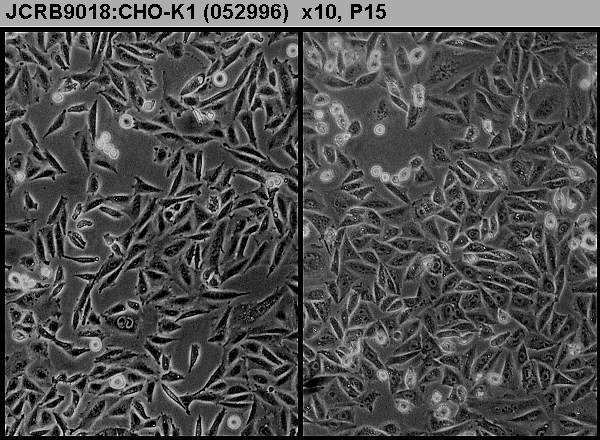 NIBN CHO-K1, Chinese hamster ovary 