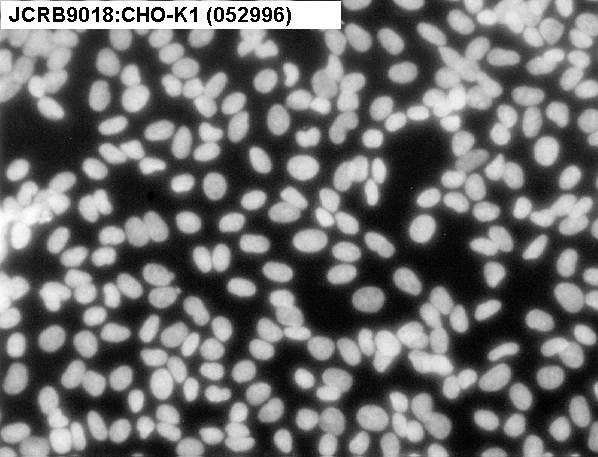 NIBN CHO-K1, Chinese hamster ovary 