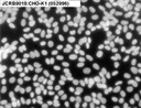 NIBN CHO-K1, Chinese hamster ovary 