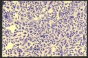 NIBN CHO-K1, Chinese hamster ovary 