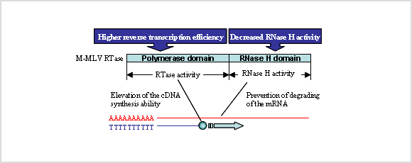 TOYOBO RNase inhibitor (สำเนา)