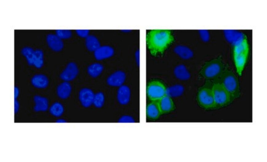 Sigma-Aldrich® Anti-Histidine Tagged Antibody, clone HIS.H8, 200 ug