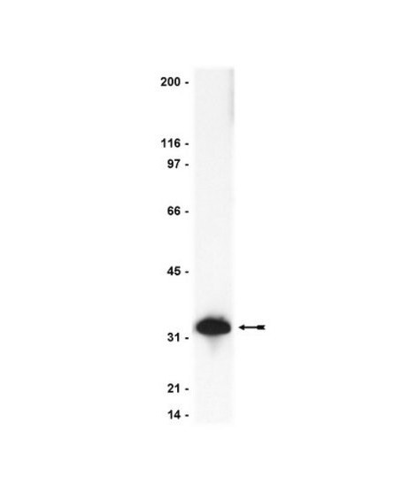 Sigma-Aldrich® Anti-Caspase 3 Antibody, 200 ug