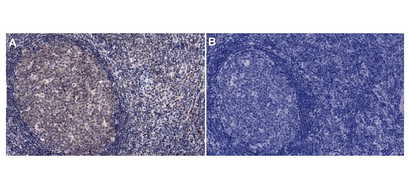 Sigma-Aldrich® Anti-Caspase 3 Antibody, 200 ug
