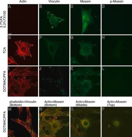 Sigma-Aldrich® Anti-Caspase 3 Antibody, 200 ug (สำเนา)