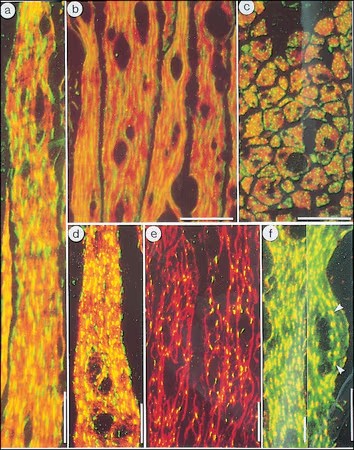 Sigma-Aldrich® Anti-Caspase 3 Antibody, 200 ug (สำเนา)