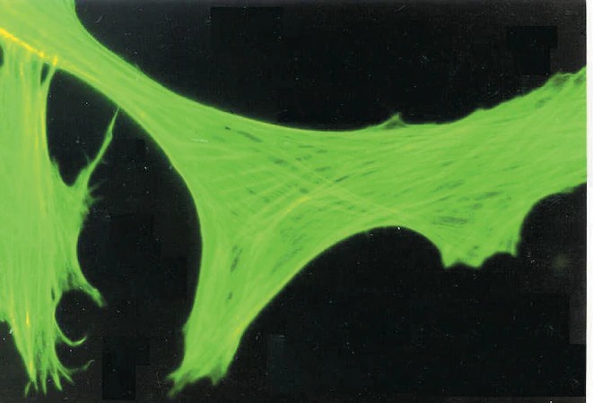 Sigma-Aldrich® Anti-Caspase 3 Antibody, 200 ug (สำเนา)