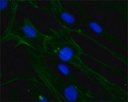 Sigma-Aldrich® Anti-Caspase 3 Antibody, 200 ug (สำเนา)
