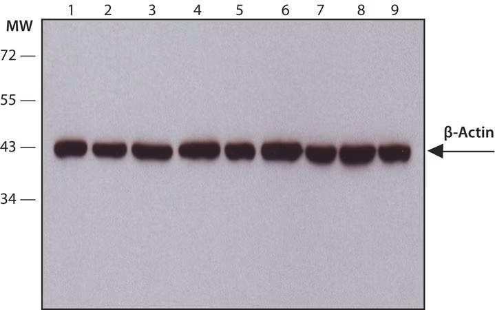 Sigma-Aldrich® Anti-Caspase 3 Antibody, 200 ug (สำเนา)