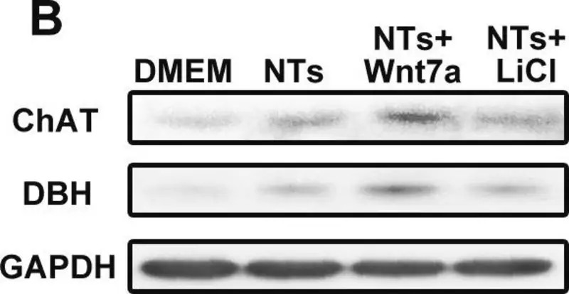 Sigma-Aldrich® Anti-Caspase 3 Antibody, 200 ug (สำเนา)