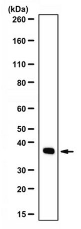 Sigma-Aldrich® Anti-Caspase 3 Antibody, 200 ug (สำเนา)