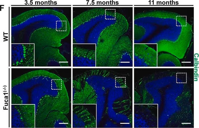 Sigma-Aldrich® Monoclonal Anti-Calbindin-D-28K antibody produced in mouse,100UL