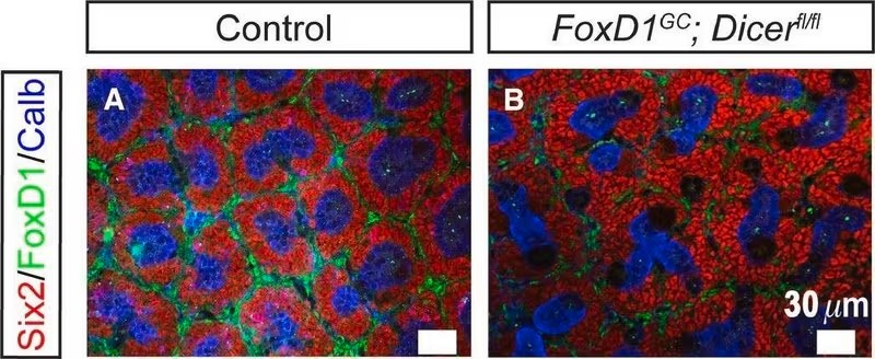 Sigma-Aldrich® Monoclonal Anti-Calbindin-D-28K antibody produced in mouse,100UL