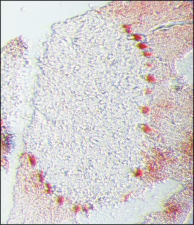 Sigma-Aldrich® Monoclonal Anti-Calbindin-D-28K antibody produced in mouse,100UL
