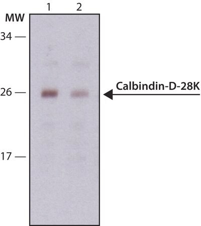 Sigma-Aldrich® Monoclonal Anti-Calbindin-D-28K antibody produced in mouse,100UL