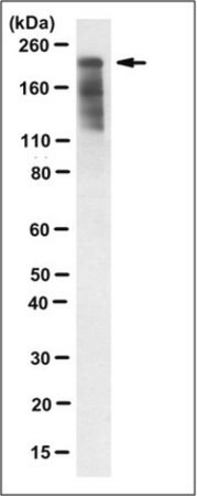 Sigma-Aldrich®Anti-ZO-1 Antibody, clone 5G6.1