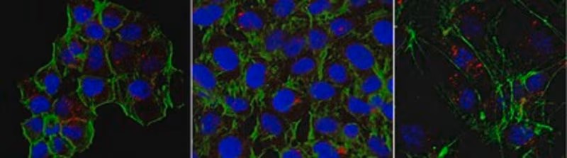 Sigma-Aldrich® Anti-TRPM7 antibody produced in rabbit
