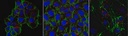 Sigma-Aldrich® Anti-TRPM7 antibody produced in rabbit
