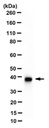 Sigma-Aldrich®Anti-ZO-1 Antibody, clone 5G6.1