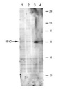 Sigma-Aldrich® Anti-TRPV6 antibody produced in rabbit,100UL