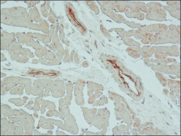 Sigma-Aldrich® Anti-Claudin-5 (C-terminal) antibody produced in rabbit