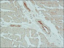 Sigma-Aldrich® Anti-Claudin-5 (C-terminal) antibody produced in rabbit