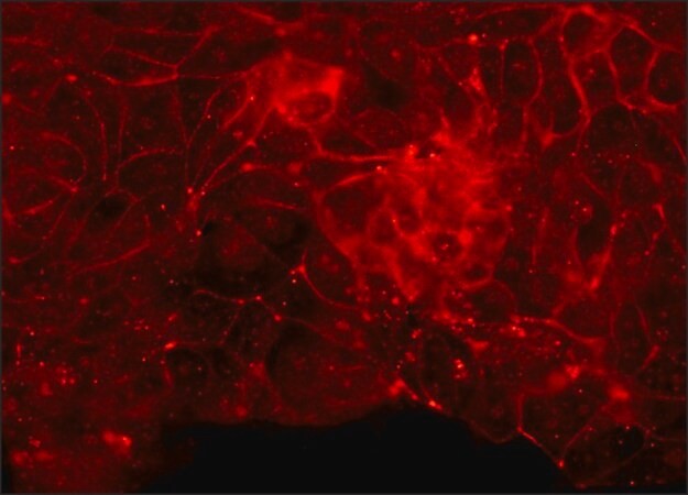Sigma-Aldrich® Anti-Claudin-5 (C-terminal) antibody produced in rabbit