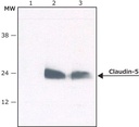 Sigma-Aldrich® Anti-Claudin-5 (C-terminal) antibody produced in rabbit