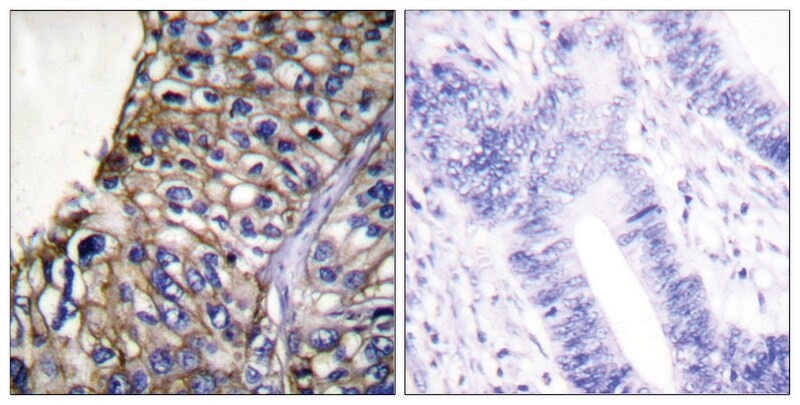 Sigma-Aldrich® Anti-Claudin 7 antibody produced in rabbit