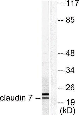 Sigma-Aldrich® Anti-Claudin 7 antibody produced in rabbit