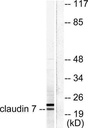 Sigma-Aldrich® Anti-Claudin 7 antibody produced in rabbit