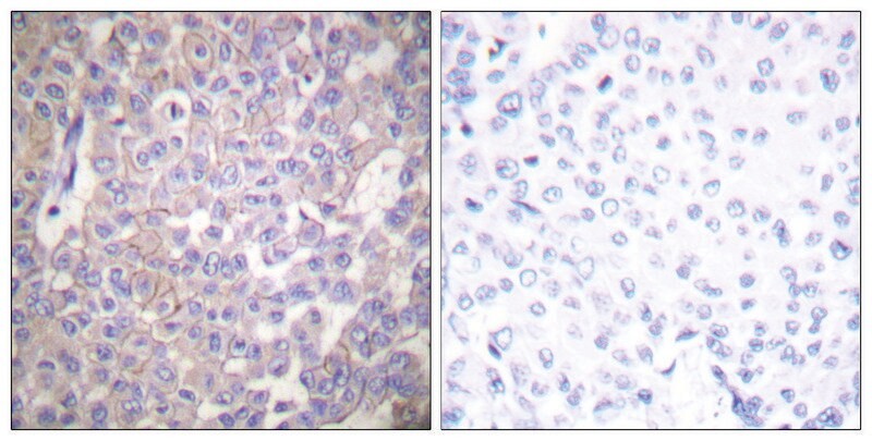 Sigma-Aldrich® Anti-Claudin 2 antibody produced in rabbit