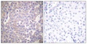Sigma-Aldrich® Anti-Claudin 2 antibody produced in rabbit