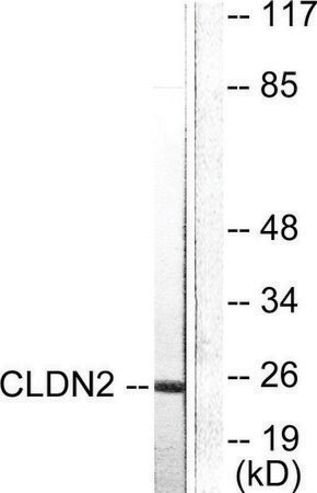 Sigma-Aldrich® Anti-Claudin 2 antibody produced in rabbit