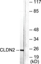 Sigma-Aldrich® Anti-Claudin 2 antibody produced in rabbit