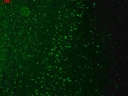 Sigma-Aldrich® Monoclonal Anti-TRPM7 antibody produced in mouse