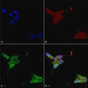 Sigma-Aldrich® Monoclonal Anti-TRPM7 antibody produced in mouse