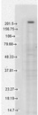 Sigma-Aldrich® Monoclonal Anti-TRPM7 antibody produced in mouse