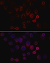 Sigma-Aldrich® Anti-Caspase 3 antibody produced in rabbit
