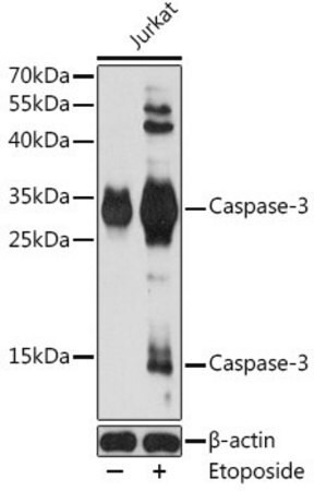 Sigma-Aldrich® Anti-Caspase 3 antibody produced in rabbit