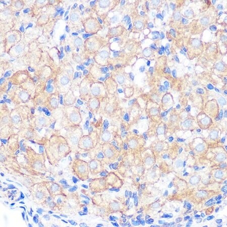 Sigma-Aldrich® Anti-Occludin antibody produced in rabbit