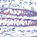 Sigma-Aldrich® Anti-Occludin antibody produced in rabbit