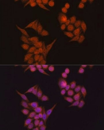 Sigma-Aldrich® Anti-Occludin antibody produced in rabbit