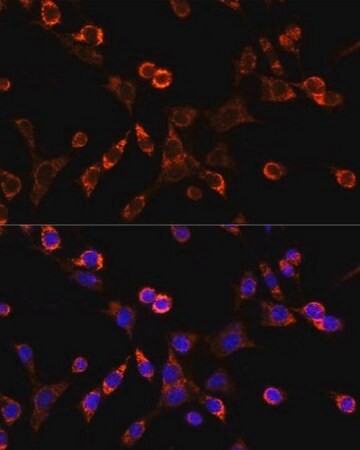 Sigma-Aldrich® Anti-Occludin antibody produced in rabbit